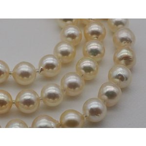 画像: あこやバロック系ナチュラルシャンパンイエロー 63cmロングネックレス